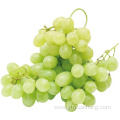 Homegrown sweetness white grape